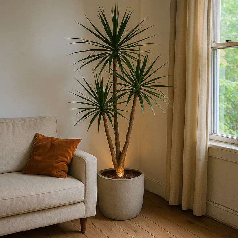 The Ambientify Flora wireless plant spotlight positioned at the base of a tall indoor olive tree, casting a warm upward beam in a styled living room corner with a linen sofa, sheer curtains and light oak flooring.