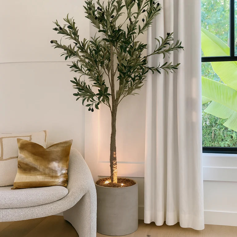 The Ambientify Flora wireless plant spotlight positioned at the base of a tall indoor olive tree, casting a warm upward beam in a styled living room corner with a linen sofa, sheer curtains and light oak flooring.